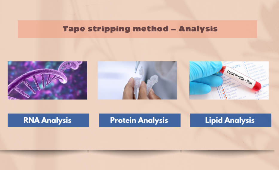Tape stripping method – Analysis